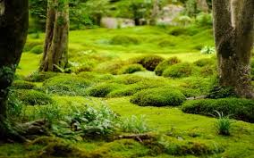 How To Grow Moss Indoors And Outdoors