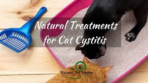 cat uti urinary tract infection