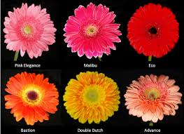 Flower Varieties Of Gerbera With Different Colors Download