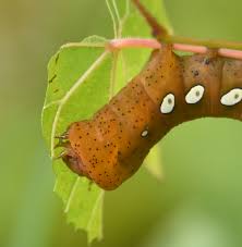 What Big Smooth Caterpillar Is Rusty Brown With 5 White Eye
