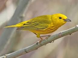 Yellow Warbler Identification All About Birds Cornell Lab