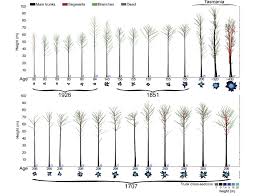 ages of 27 e regnans trees