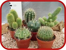 Il primo aspetto da considerare è la luce: Piante Grasse E Cactus Introduzione E Schede Per La Coltivazione E La Cura