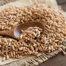 ancient grains benefits of buckwheat
