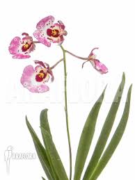 orchid tolumnia x pink panther