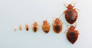 Cost To Get Rid Of Bed Bugs