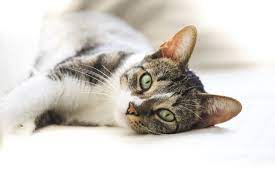 Allergies chez le chat : symptômes, causes, traitement | Magazine zooplus