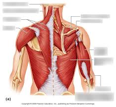 Muscles are groups of cells in the body that have the ability to contract and relax. Anatomy Of Back Muscles Diagram Quizlet