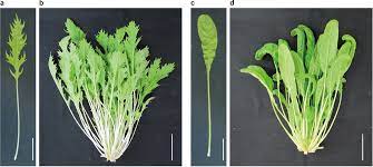 Combination of genetic analysis and ancient literature survey reveals the  divergence of traditional Brassica rapa varieties from Kyoto, Japan |  Horticulture Research