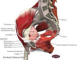 the pelvic floor muscles consist of the