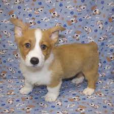 Absolute corgis is a small, hobby show farm specializing in raising and showing the great pembroke welsh corgi dog. Pembroke Welsh Corgi Puppy For Sale Puppy Love