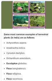Prepare Charts Of I Terrestrial Plants And Ii Aquatic