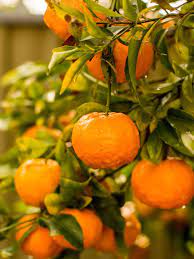 growing mandarin oranges