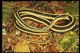You'll find both the redstripe ribbon snake and the western ribbon snake are common snakes of texas, relatives of the garter eastern hognose: Pin On Thamnophis Sauritus Eastern Ribbon Snake