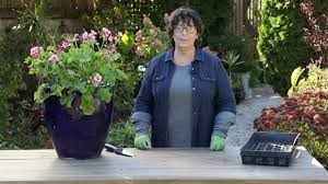 How to Overwinter Geraniums | Preserve Your Plants This Winter Season |  Garden Gate Magazine - YouTube