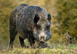 is wild boar healthy bushcraft hub