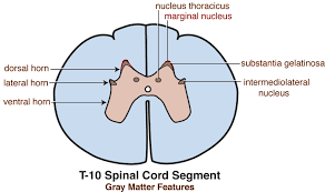 spinal cord gray matter t 10