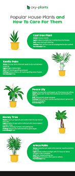 por house plants and how to care