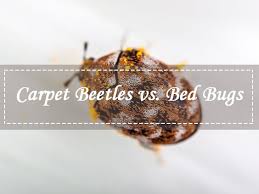 bed bugs versus carpet beetles