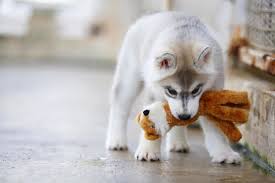 siberian husky ing with doll