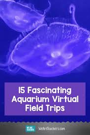 15 Fascinating Aquarium Virtual Field Trips - We Are Teachers gambar png