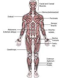 Adducts and medially rotates arm. The Latin Roots Of Muscle Names Owlcation Education