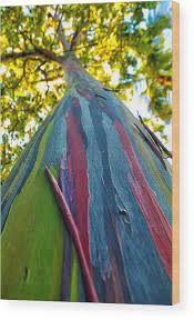 Maybe you would like to learn more about one of these? Rainbow Eucalyptus Wood Print By Mitch Cat