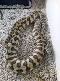 carpet python reptiles hibians