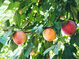 q a with ann ralph keeping fruit trees