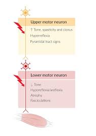 neurological examination knowledge