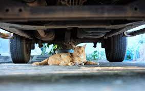 how to get a cat out from under a car