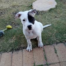 Boxer & american pit bull terrier. 13 Staffordshire Bull Terrier Mix Breeds The Popular And Adorable Hybrid Dogs Petpress