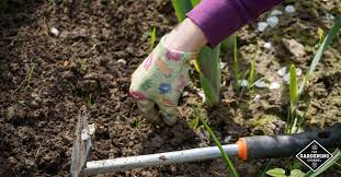 6 Best Weeding Tools For The Yard And