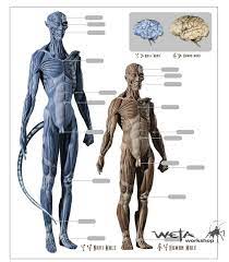 RDA scientist Dr. Yamak have proved Na'vi brain is size of squirrel : r Avatar