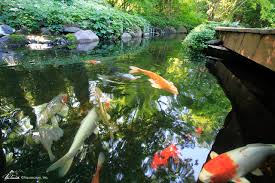 Best Koi And Goldfish Pond Designs In
