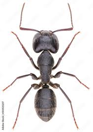 large black carpenter ant conotus