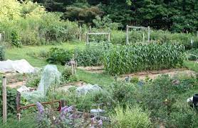 my hillside vegetable garden