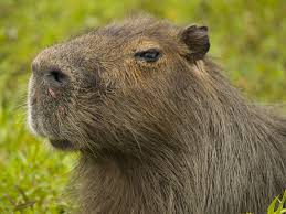 Del medio, sino también de un enorme potencial económico, ya que grandes cantidades de estos animales. Similitudes Y Diferencias Entre Peccary Y Carpincho Capybara Peccary Leather