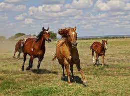Horses in the United States - Wikipedia