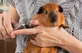 The Ultimate Guinea Pig Information