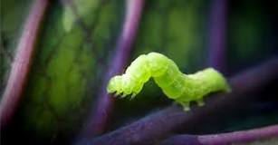 what-do-you-feed-a-inchworm