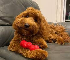 the best labradoodle chew toy for