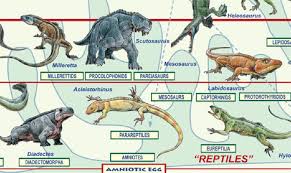 Vertebrate Evolution Extraordinary Poster By Feenixx