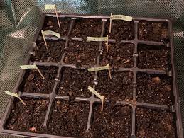 seeds of your spring garden in an
