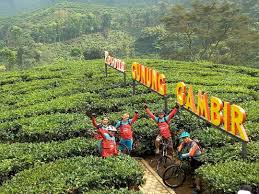 Tiket wisata kebun agung jember : Kebun Teh Gunung Gambir Jember Surga Tersembunyi Di Jawa Timur Wisatainfo