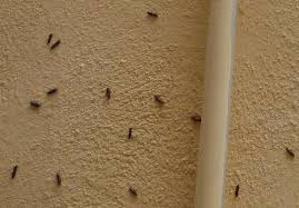 invasion d insectes volants