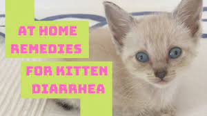 kitten cat diarrhea home remedy