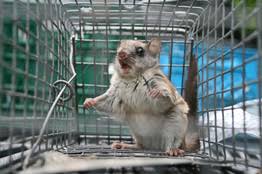 Southern Flying Squirrels Land In Canada Wsj
