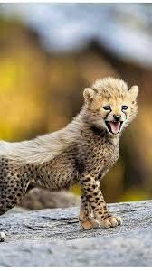 cheetah cheetah cub wallpaper
