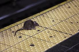 Oh Rats As New Yorkers Emerge From
